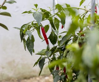 A red chili peppers growing on a plant out in the field