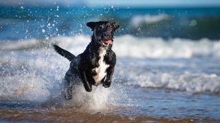 Dog running through water at the beach