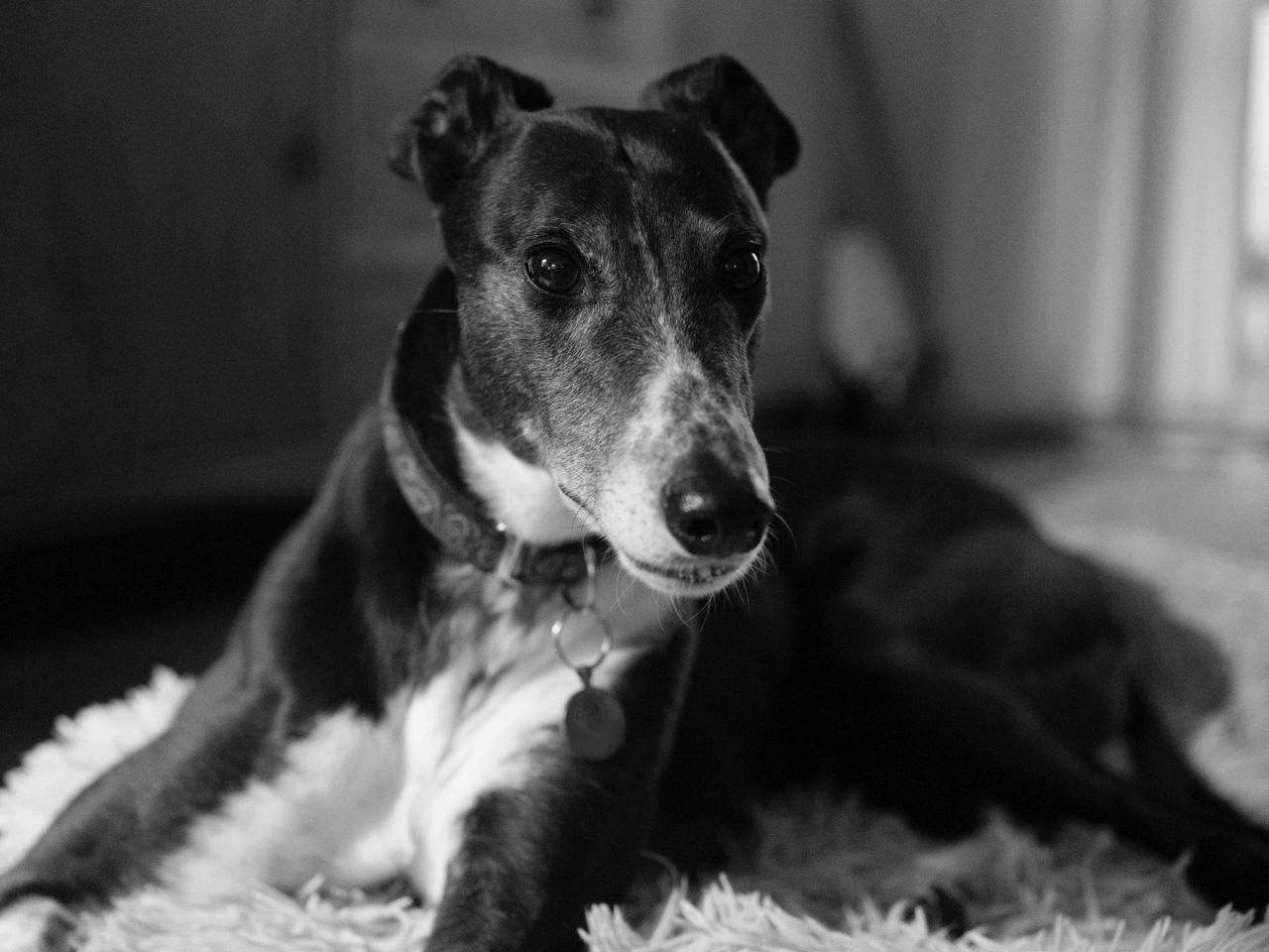 A black and white photo of a greyhound, taken on the Fujifilm GFX100 II