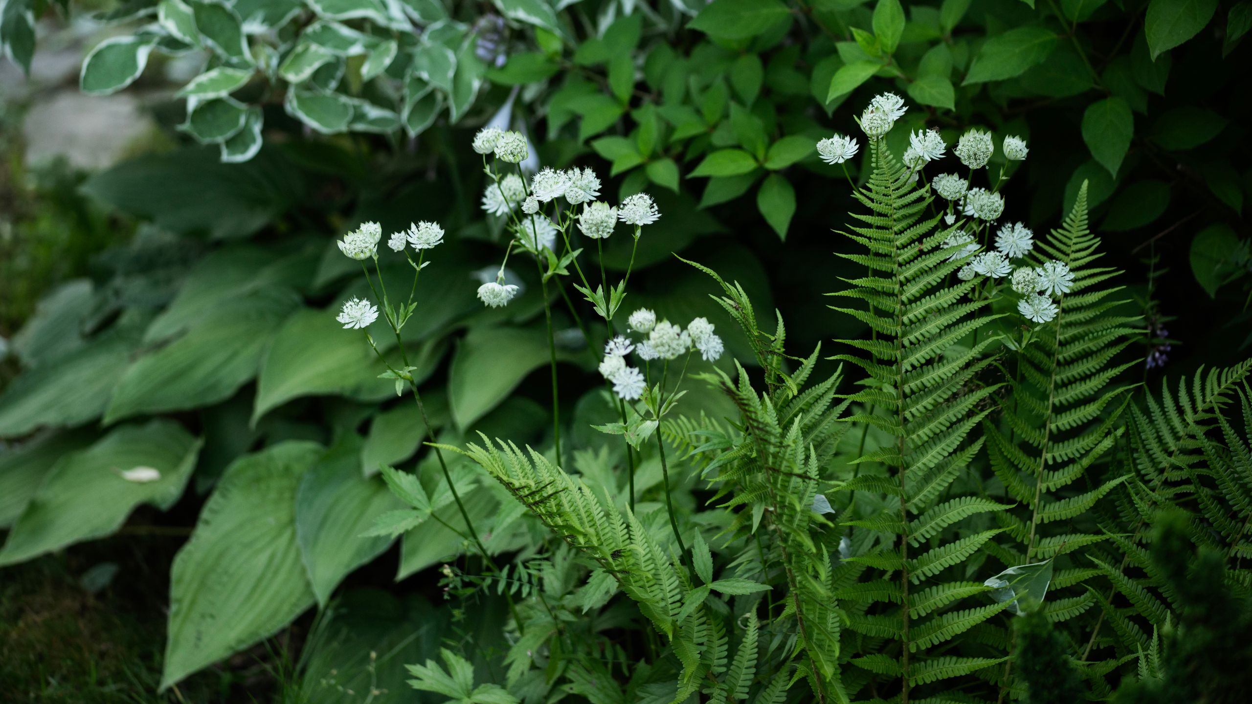 I transformed the darkest corner of my garden into a leafy oasis with these beautiful shade-loving plants