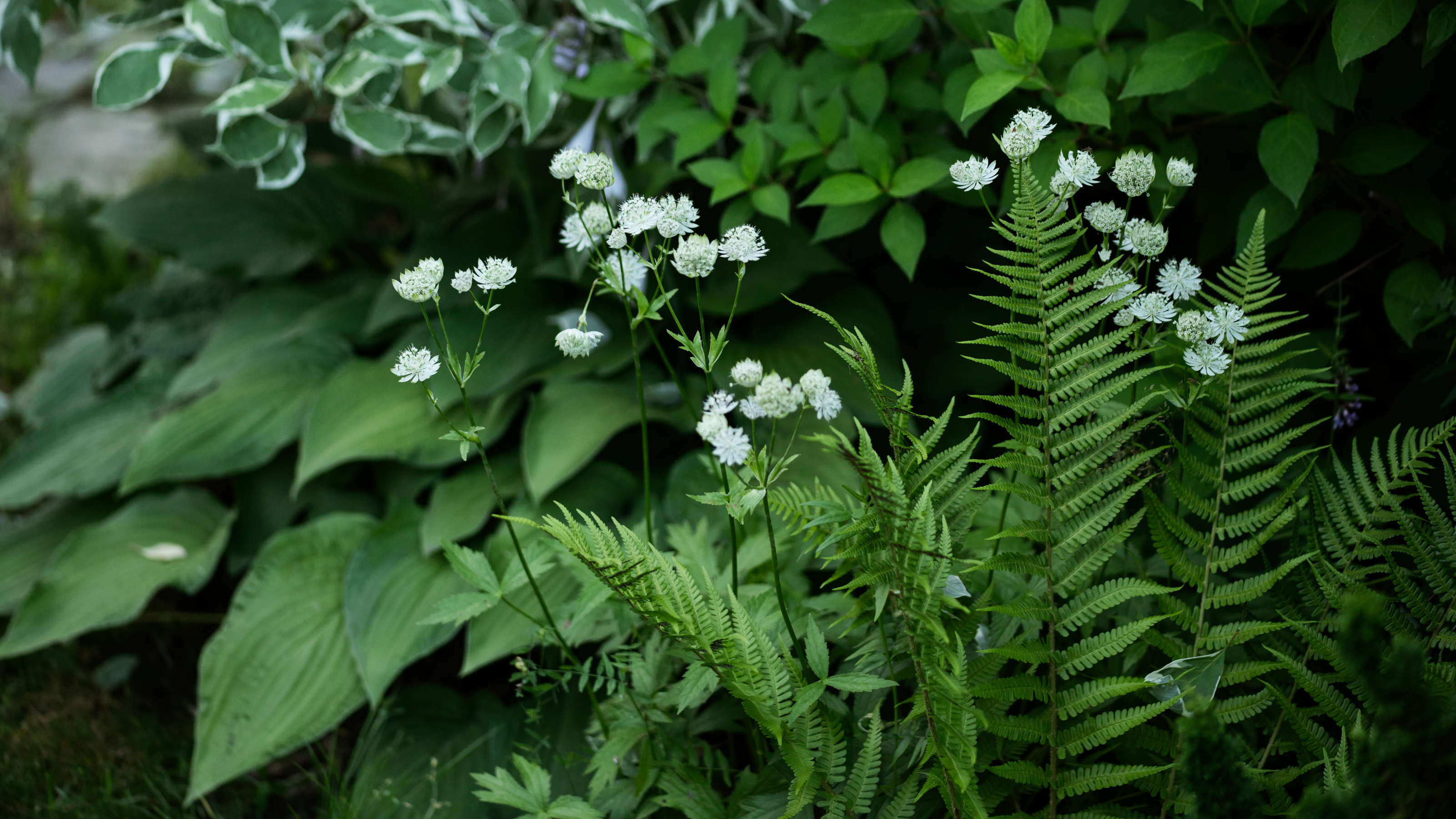 white astrantia blooming in summer garden - Mkovalevskaya-GettyImages - 2196870307 
