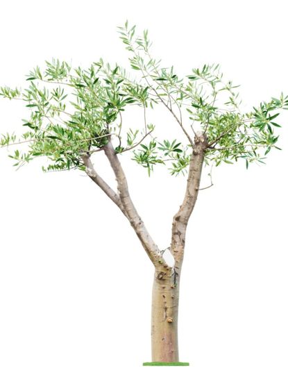 Trimmed Eucalyptus Plant