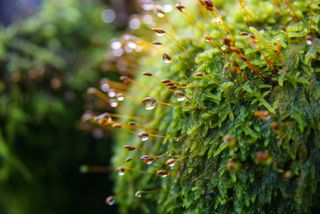 Morning dew on the moss.