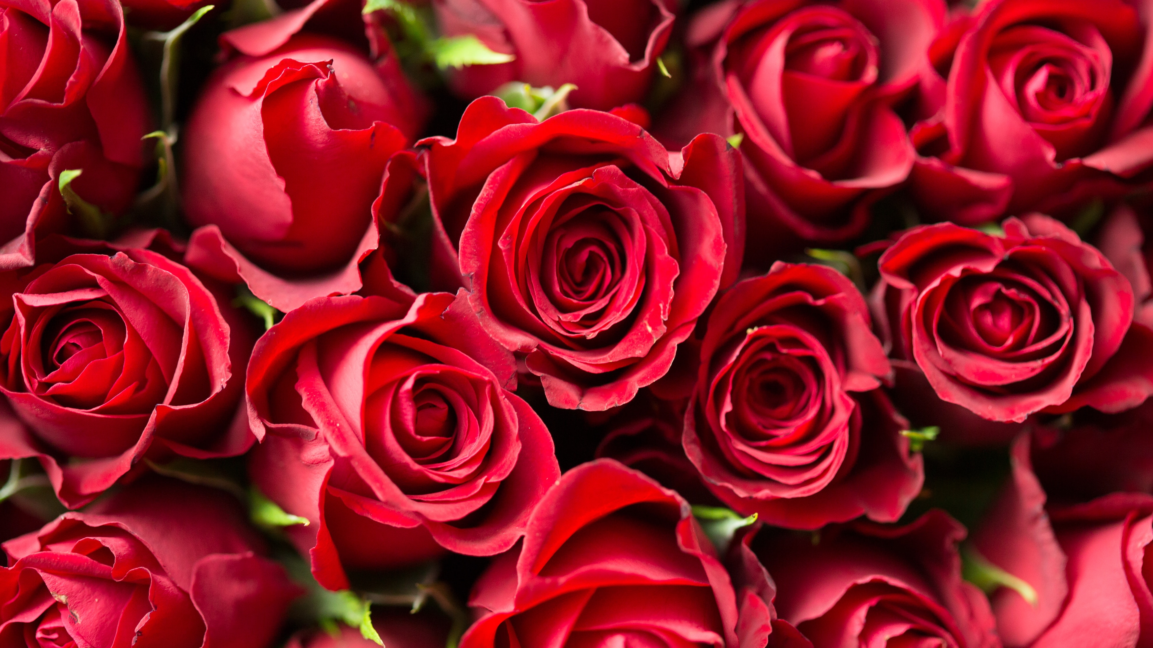 Valentines day: Røde roser er en klassiker å gi, men kan visne.