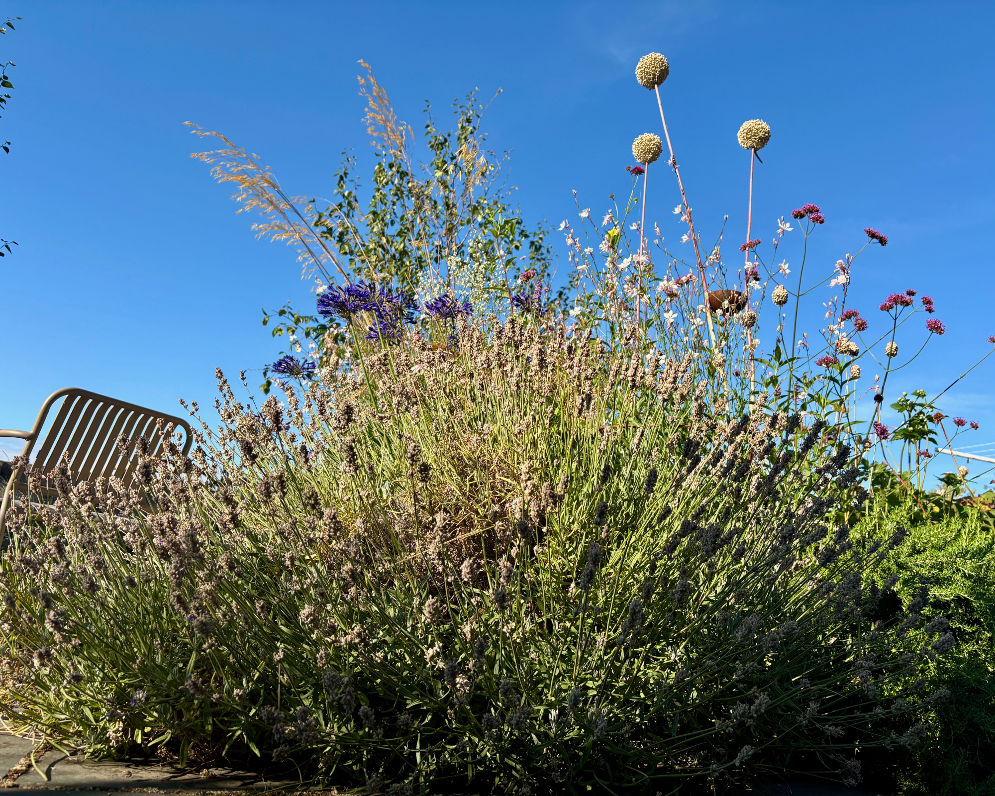 lavender in august