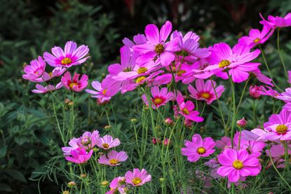 best plants for beginners: pink cosmos