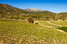 Conde de los Andes vineyards