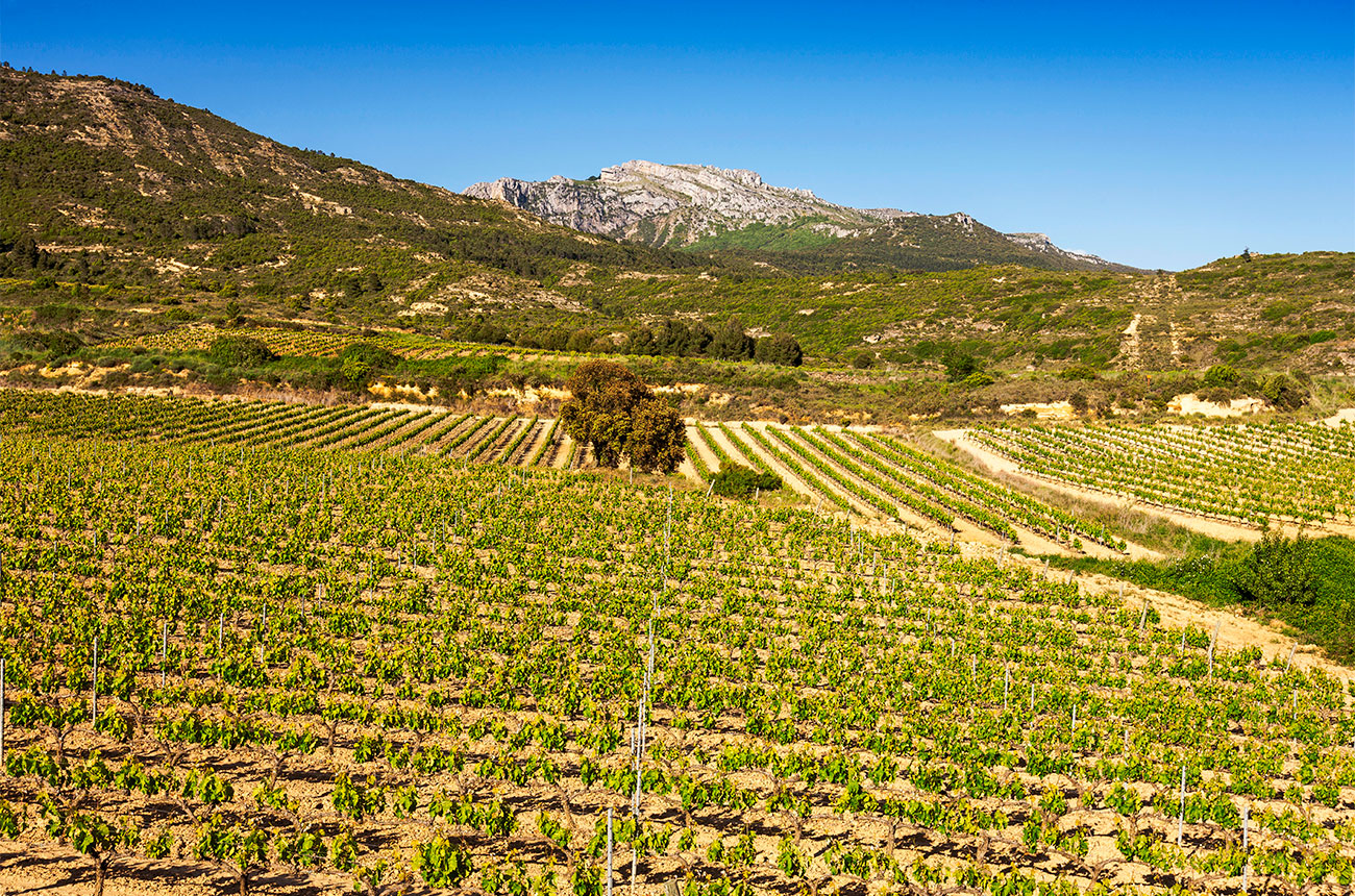 Conde de los Andes vineyards