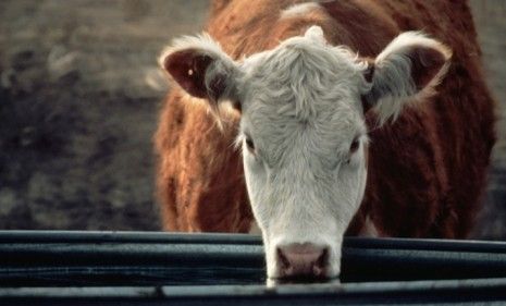 America is suffering from an intense heat wave, and cows in Texas coping by gulping down water may be doing themselves more harm than good.