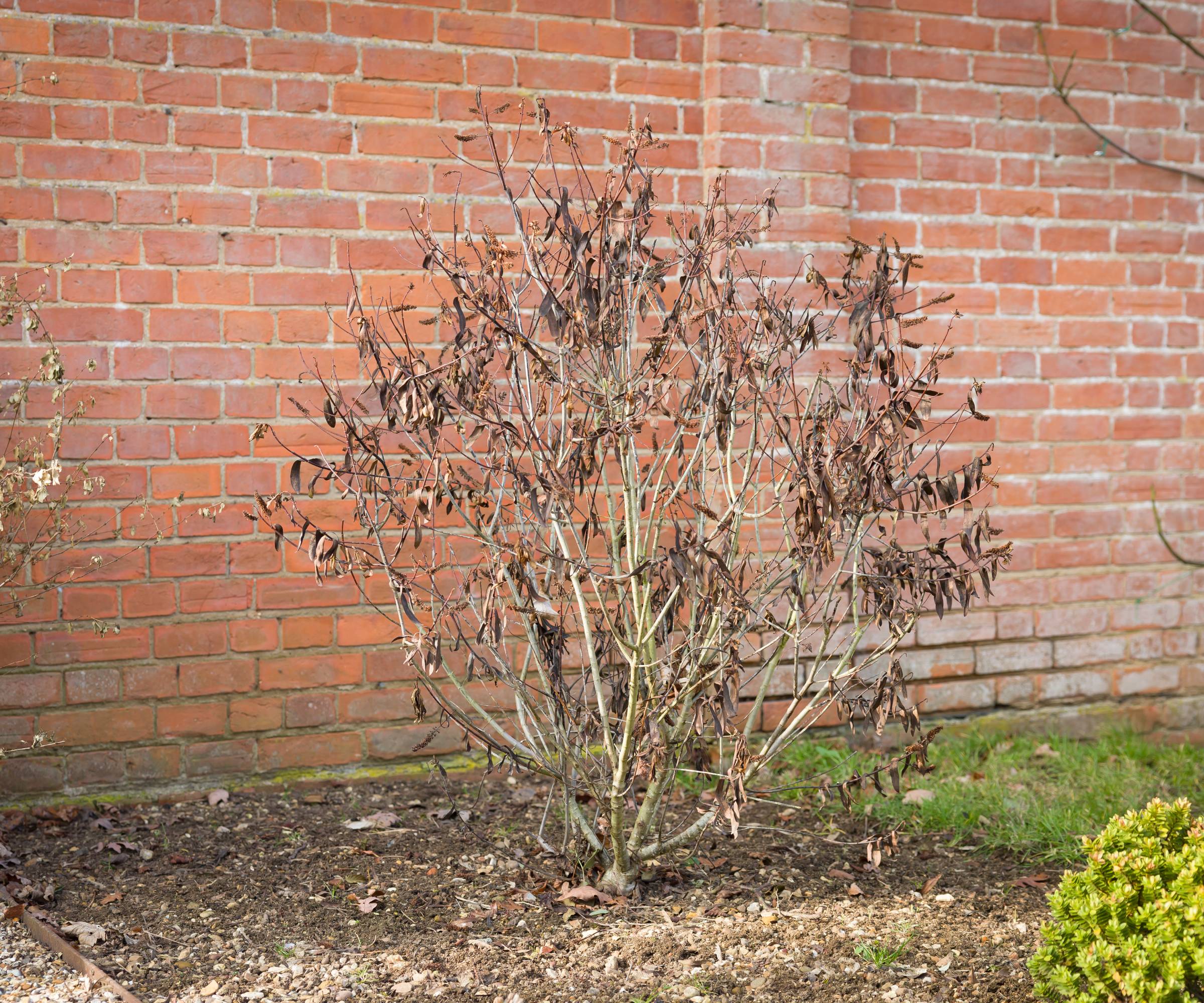 A dead shrub by a brick wall