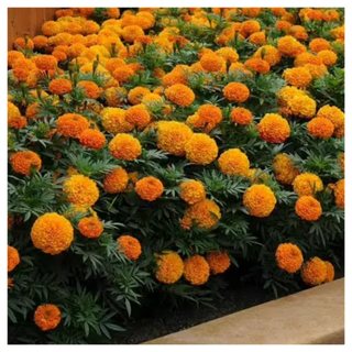 A close-up of a marigold plant shrub