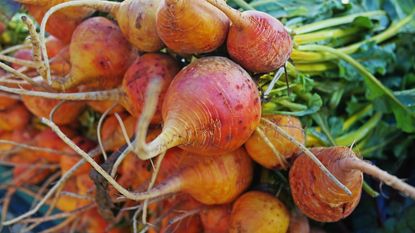detailed focus on bunch of golden beets