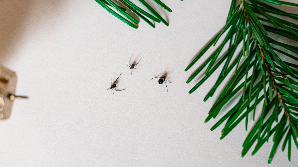 7 pests you might carry into your home with your Christmas tree Tom's