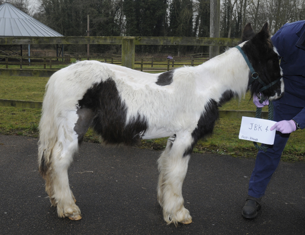 Mavis upon arrival at World Horse Welfare 3 web