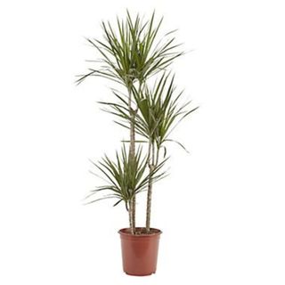 Kentia palm from B&Q