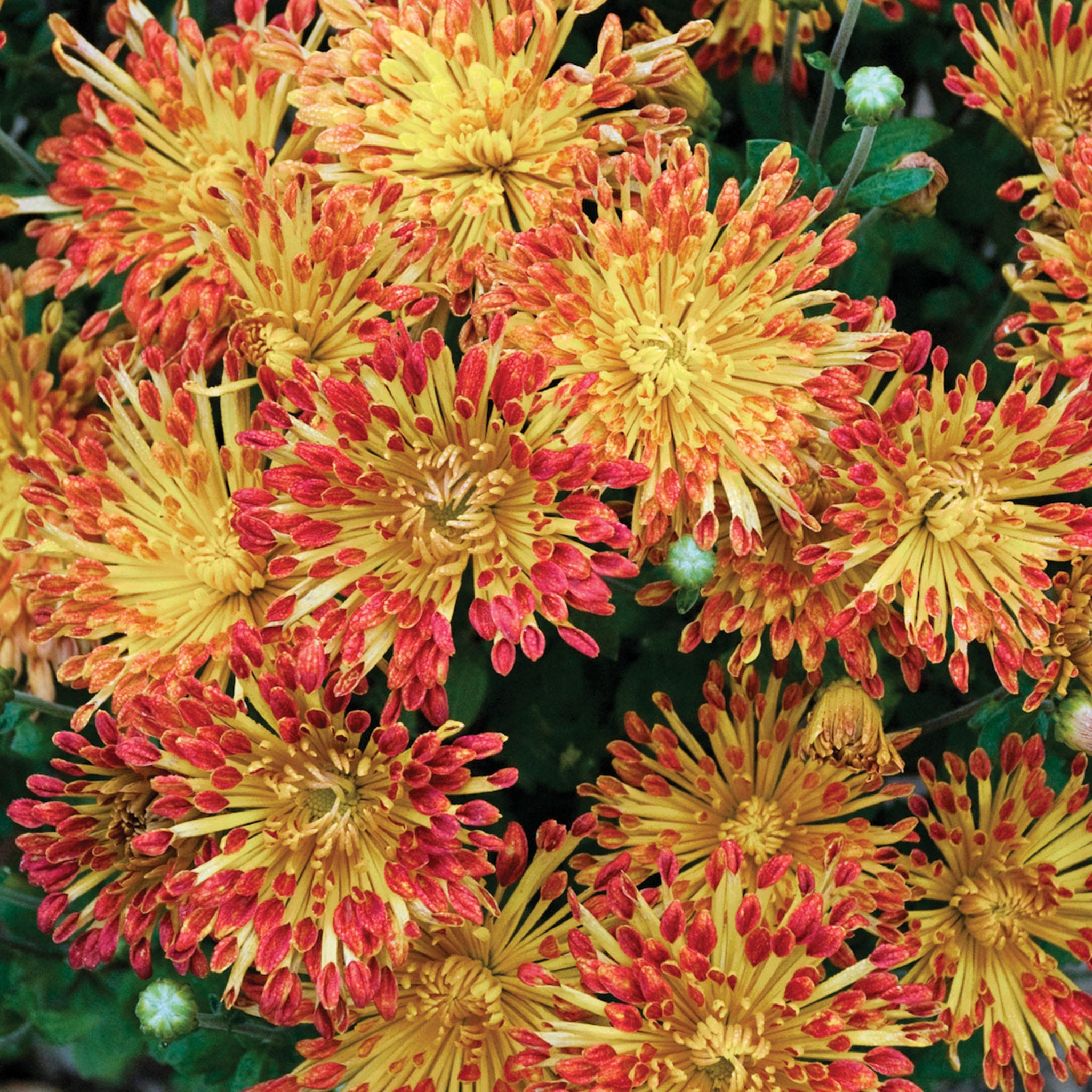 Matchsticks Chrysanthemum Plant