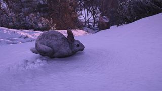 Assassin's Creed Shadow's screenshot of a bunny in the snow