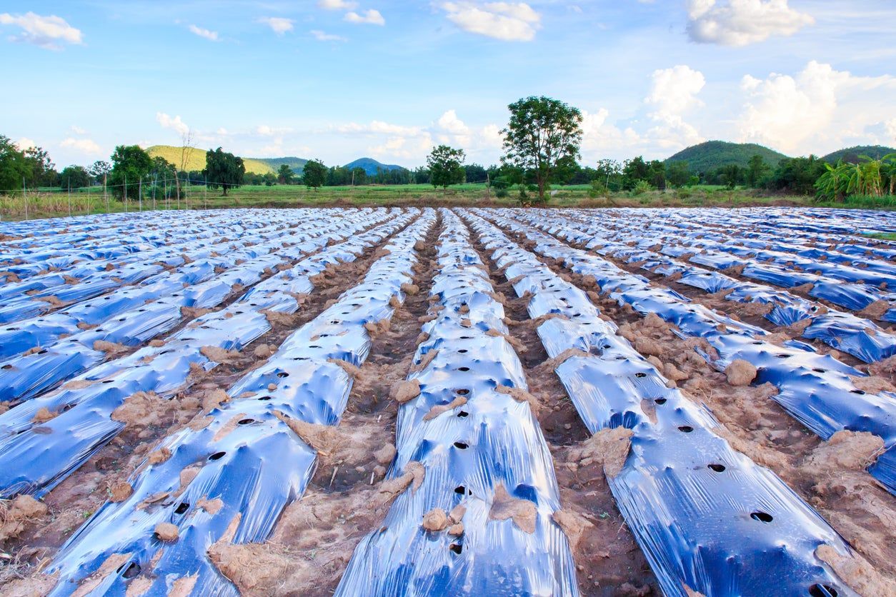 Rows Of Colored Plastic Multch In Field