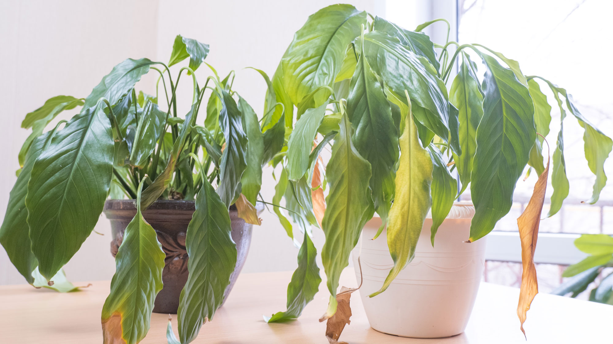 two houseplants showing signs of wilting and yellowing