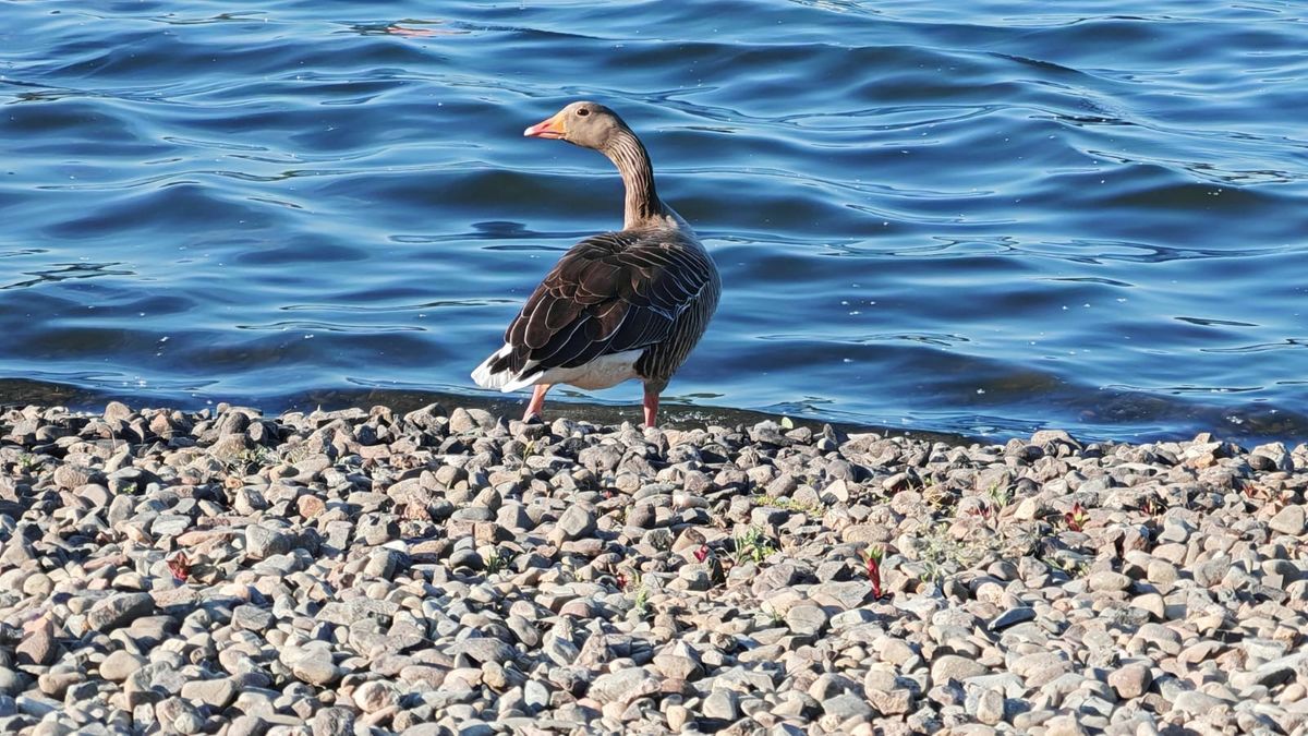 A 3X zoomed photo of a goose taken by the Honor 400 Pro