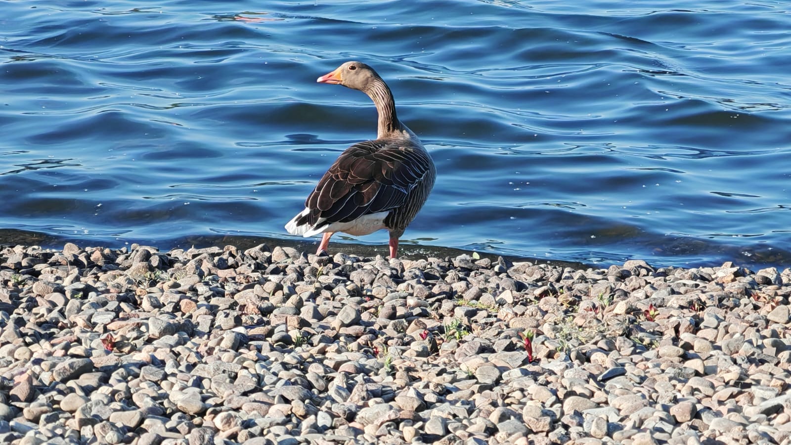 A 3X zoomed photo of a goose taken by the Honor 400 Pro