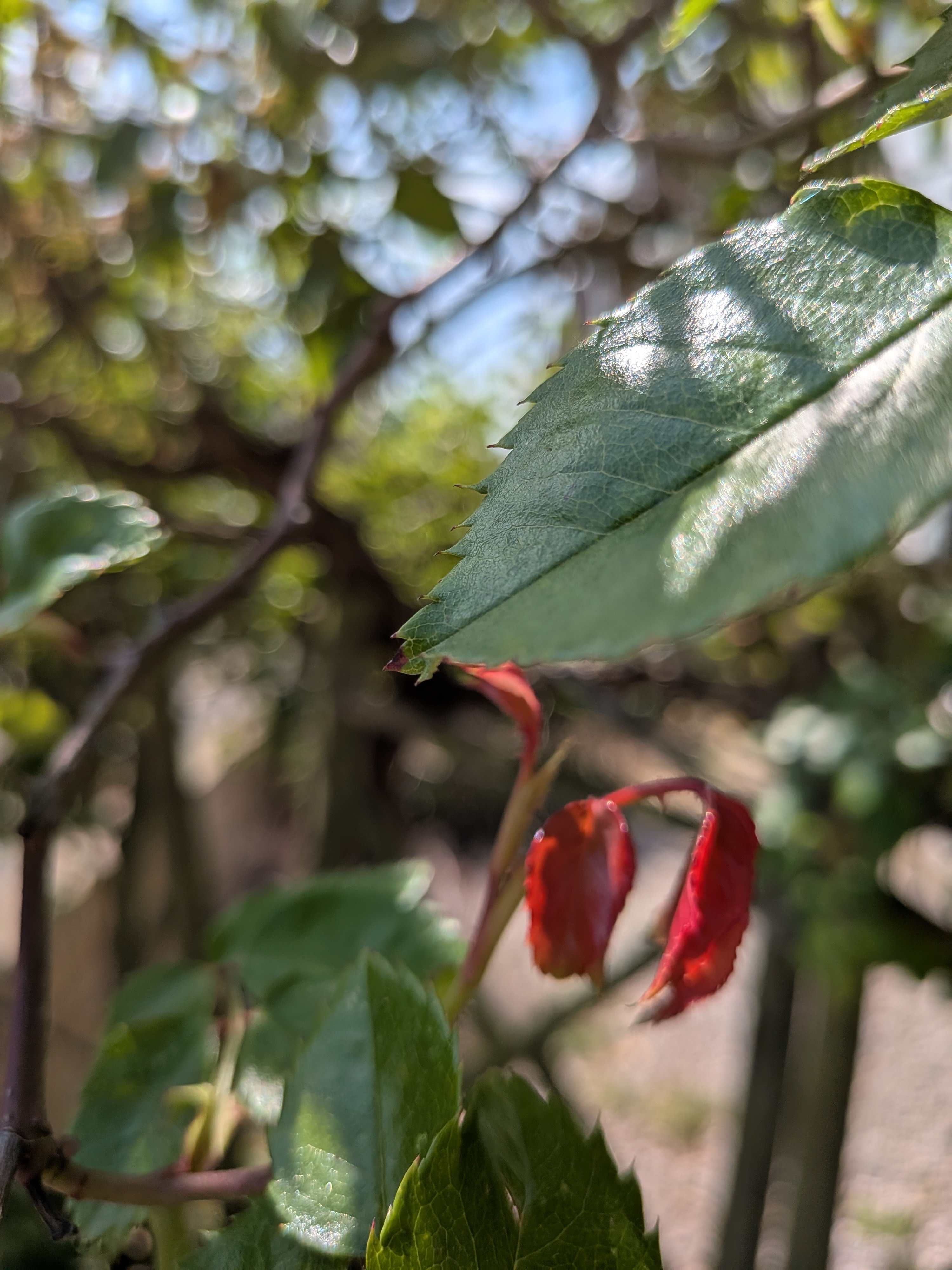 A photo captured on the Google Pixel 9a