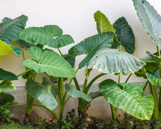 Colocasia in tropical planting scheme