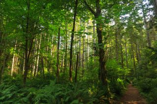 WAKKDN Grand Forest, Sacred Grove, Bainbridge Island, Washington State, USA