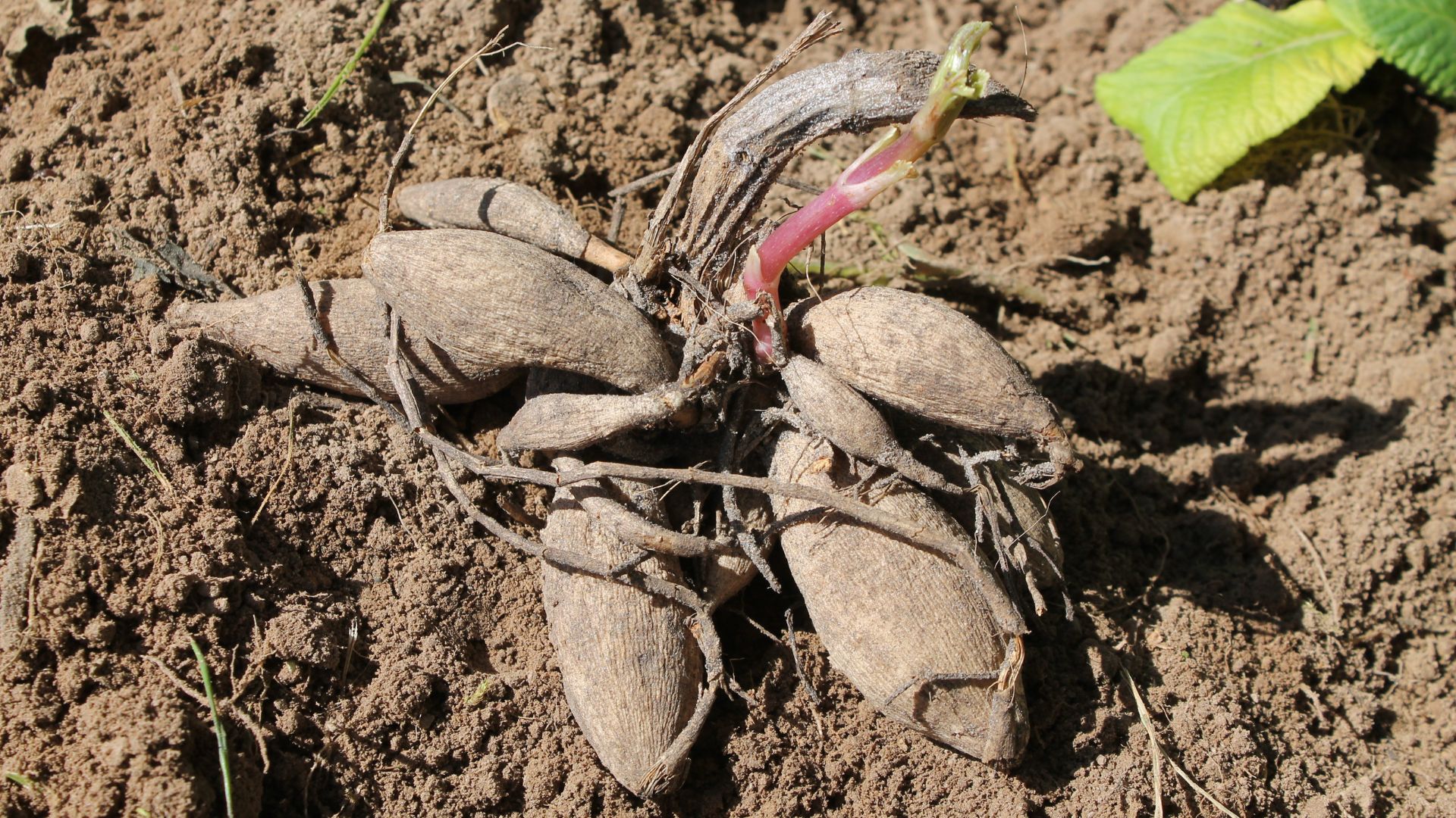 picture of dug up dahlia tuber in garden