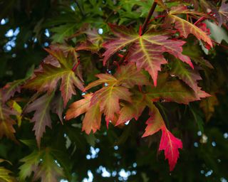 silver maple autumn leaves