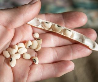 Dried black-eyed peas in the pod after harvesting