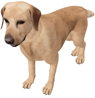 Labrador Retriever Google Search 3D model