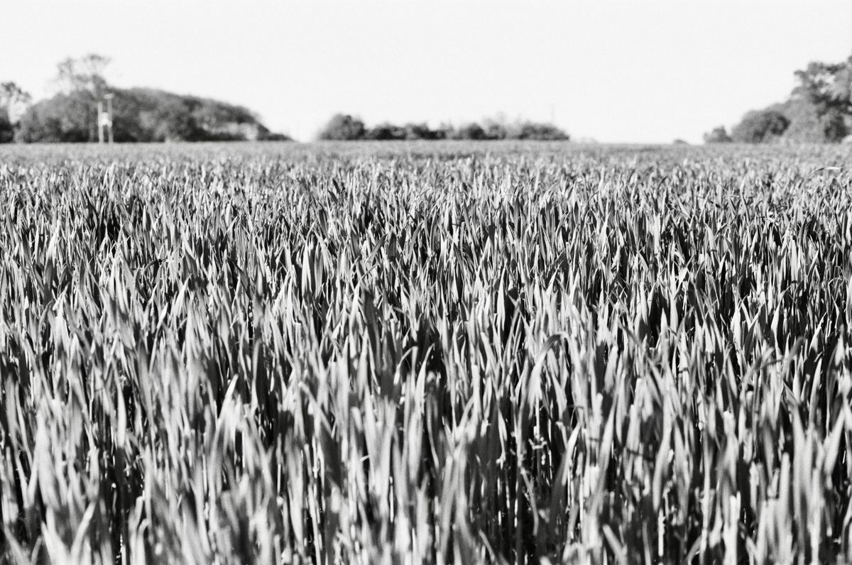 Analogue Wonderland WonderPan 400 35mm film