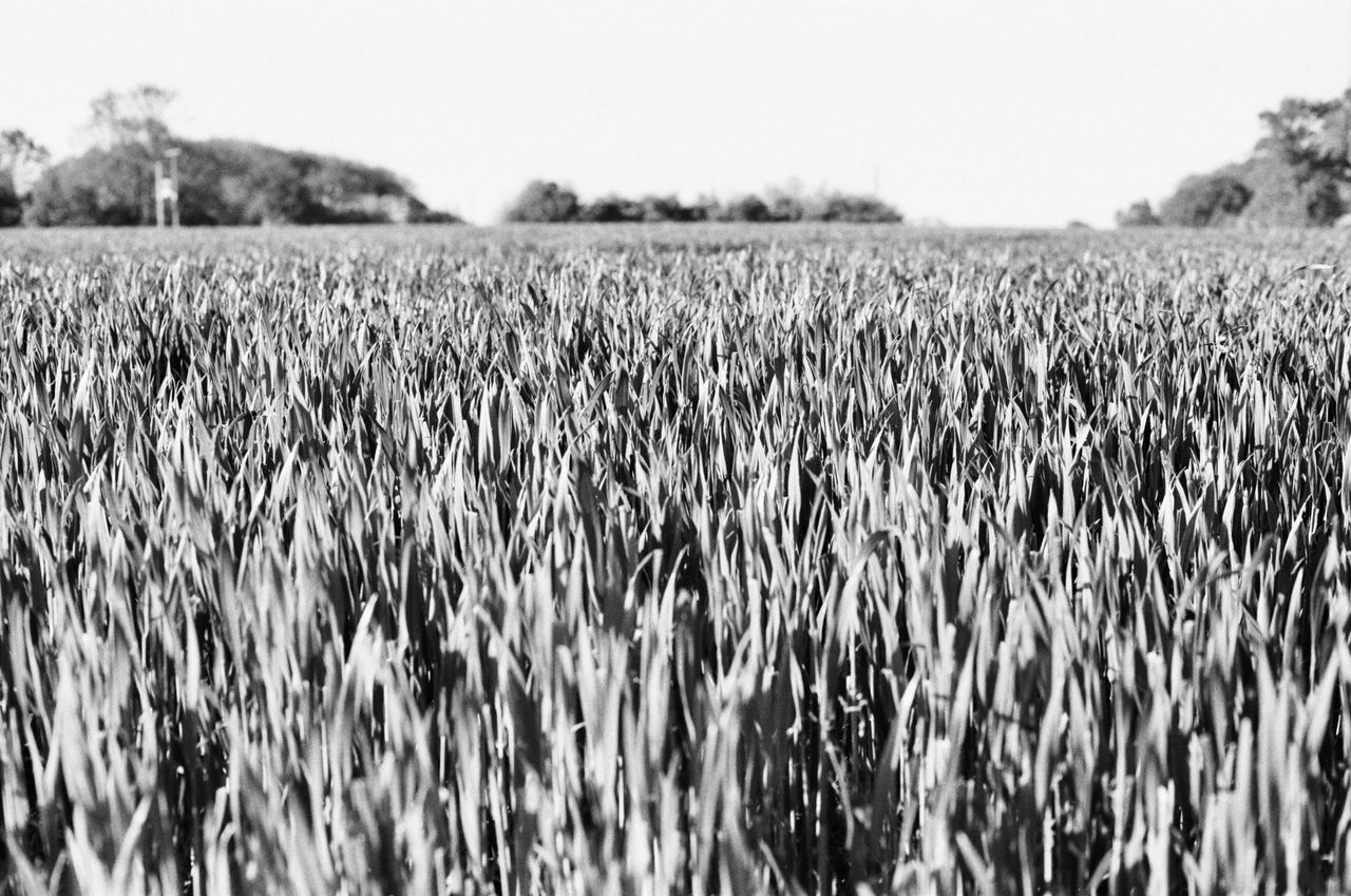Analogue Wonderland WonderPan 400 35mm film