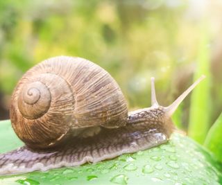 A snail moving across a leaf covered in raindrops