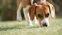 AF point on a dog's eye