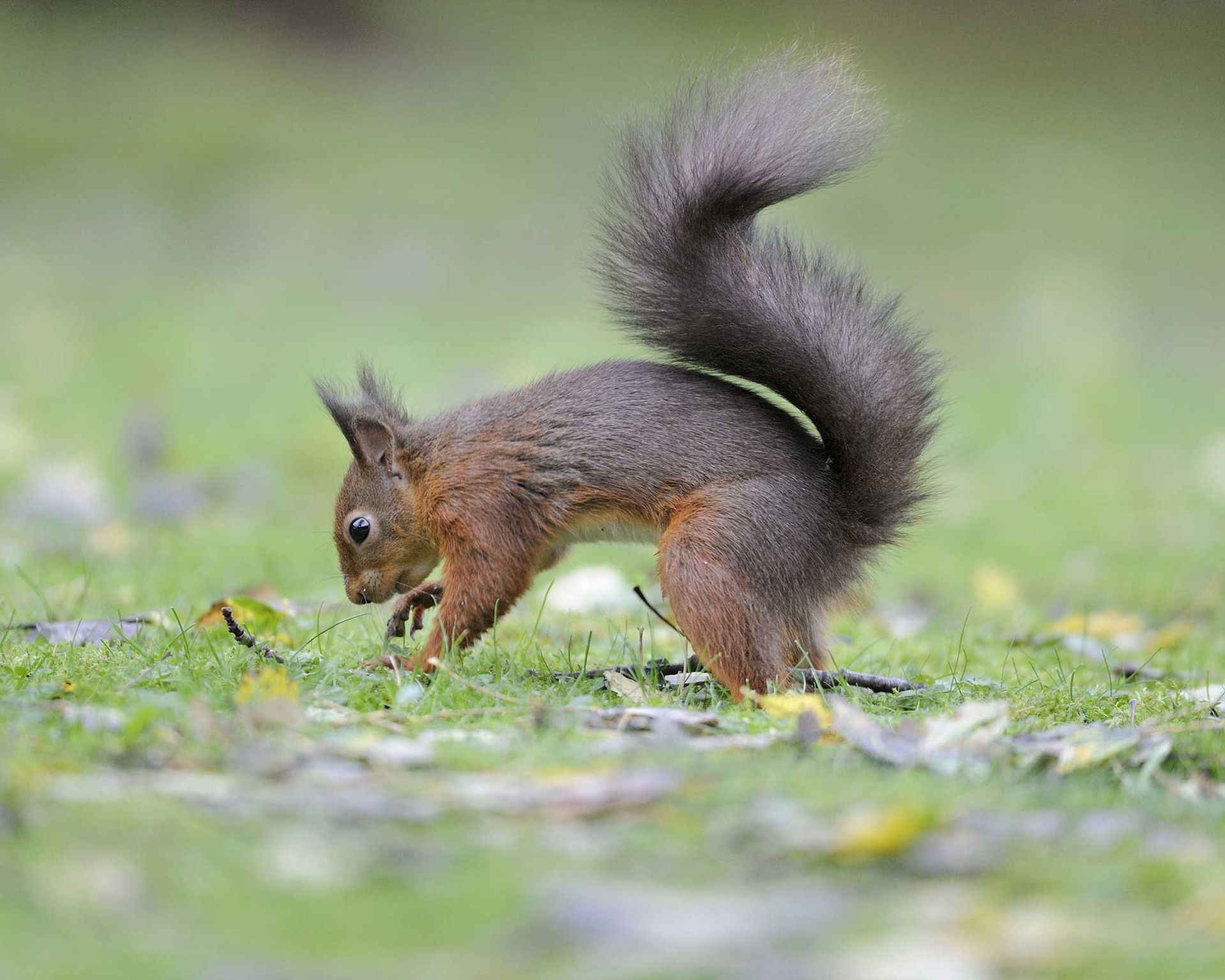 How to stop squirrels digging up bulbs 5 simple methods Gardeningetc