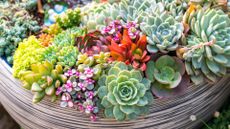 An array of succulents in one pot