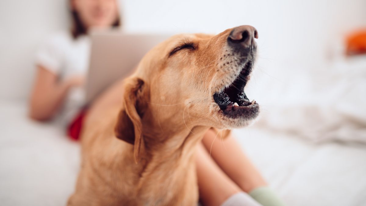 Small brown dog lying on the bed by woman using laptop and barking