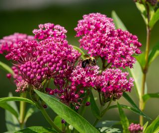 Asclepias incarnata (swamp milkweed) close up with a bee feeding