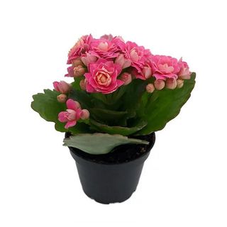 Pink kalanchoe, plants.com