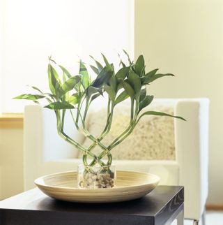 A lucky bamboo houseplant in a glass bowl on a coffee table