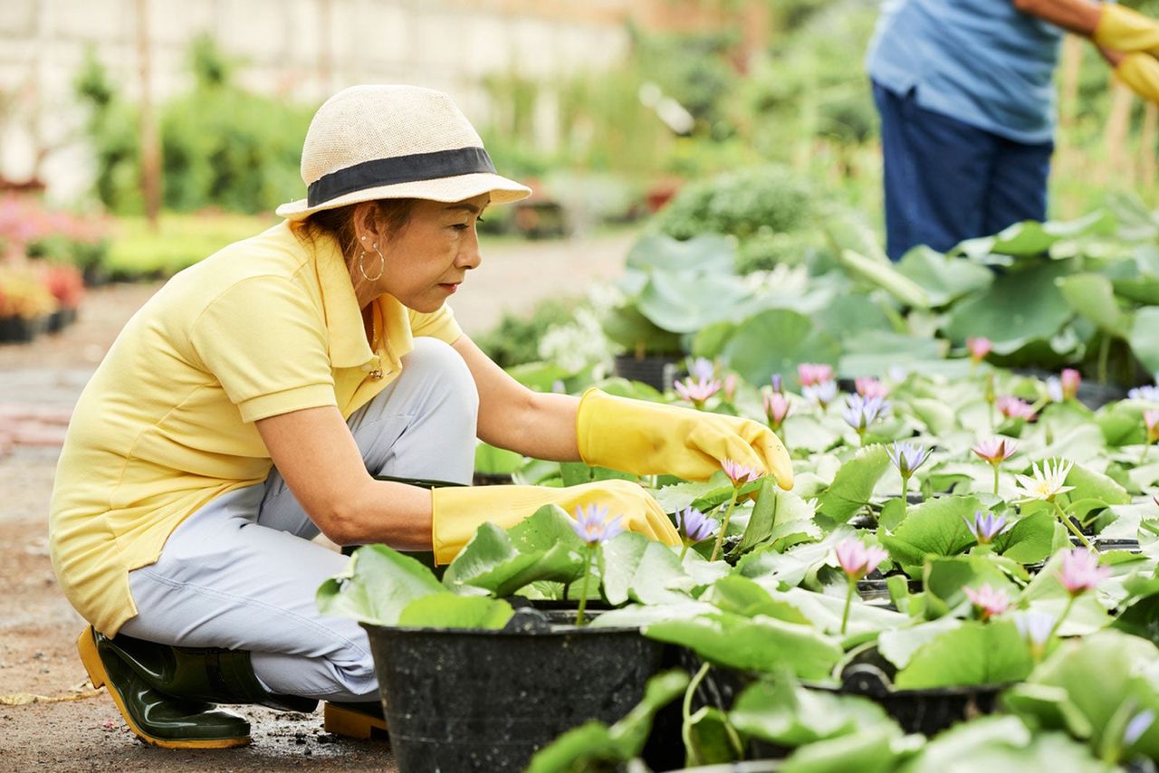 Gardener With Gloves Picking Flowers