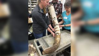 Partly reassembled mastodon tusk from the Page-Ladson site in northwestern Florida.