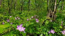 Wild geranium, Geranium maculatum, in a woodland in Wisconsin, with pink blooms and green foliage