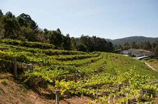 Mar de Frades Godello