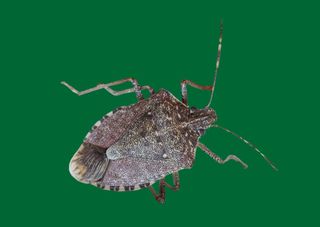 A brown marmorated stink bug