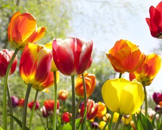 Red and yellow tulips in the sunshine