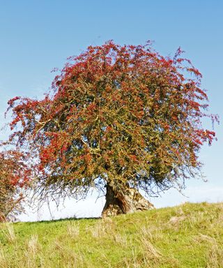 Identifying-british-trees-Midland-Hawthorn-Alamy