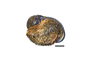 Scaly foot snail
